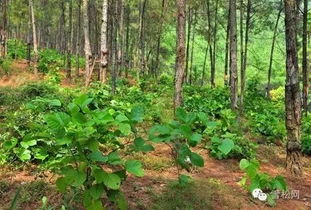 林下中药材品种大全与种植技术 实现生态与经济双赢的绿色路径