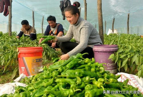 暖棚辣椒膨果增产必备叶面肥 防病转色、亩增产280斤的关键方案