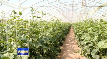 蔬菜种植主打优质牌 庆云县如何打造全域优质农产品生产基地
