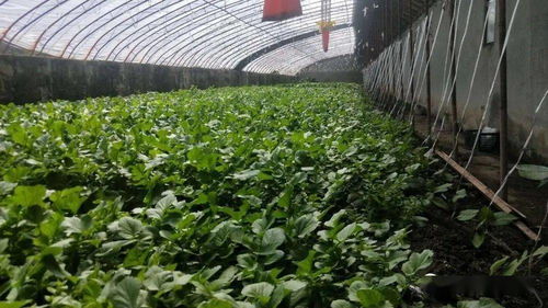 深化消费帮扶 班玛县接待办所属酒店宾馆与江日堂乡扶贫蔬菜基地成功签订长期采购协议
