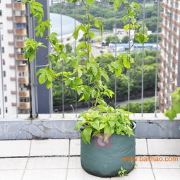 新园艺产品 圆形种植袋——便捷美观实用的种植之选
