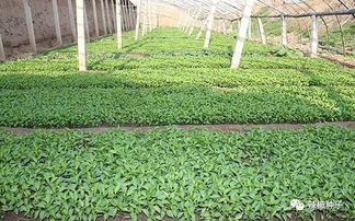 辣椒种苗预订与产品收购 实现种植与市场的双赢合作